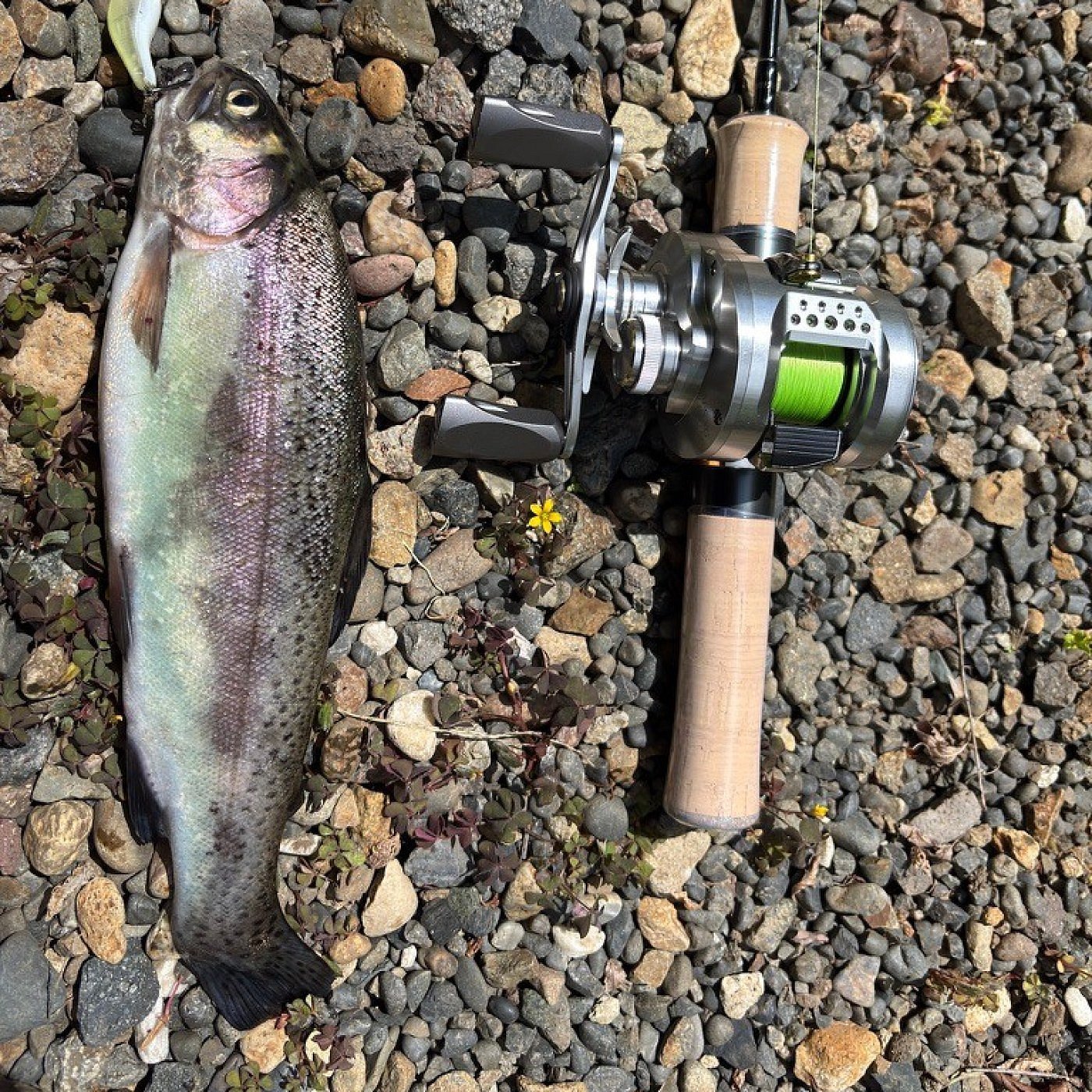 Reel Shimano Calcutta Conquest BFS Limited Edition 2026 XG Left